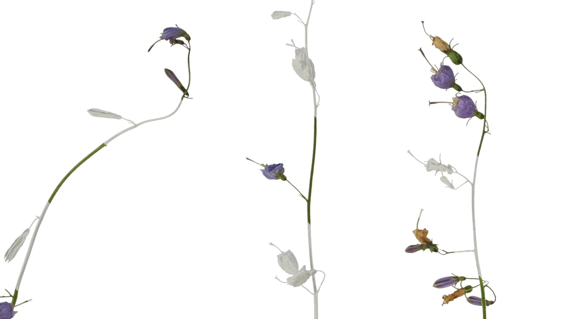 Anydrafts Adenophora capillaris paniculata Atlas 01 Texture_1