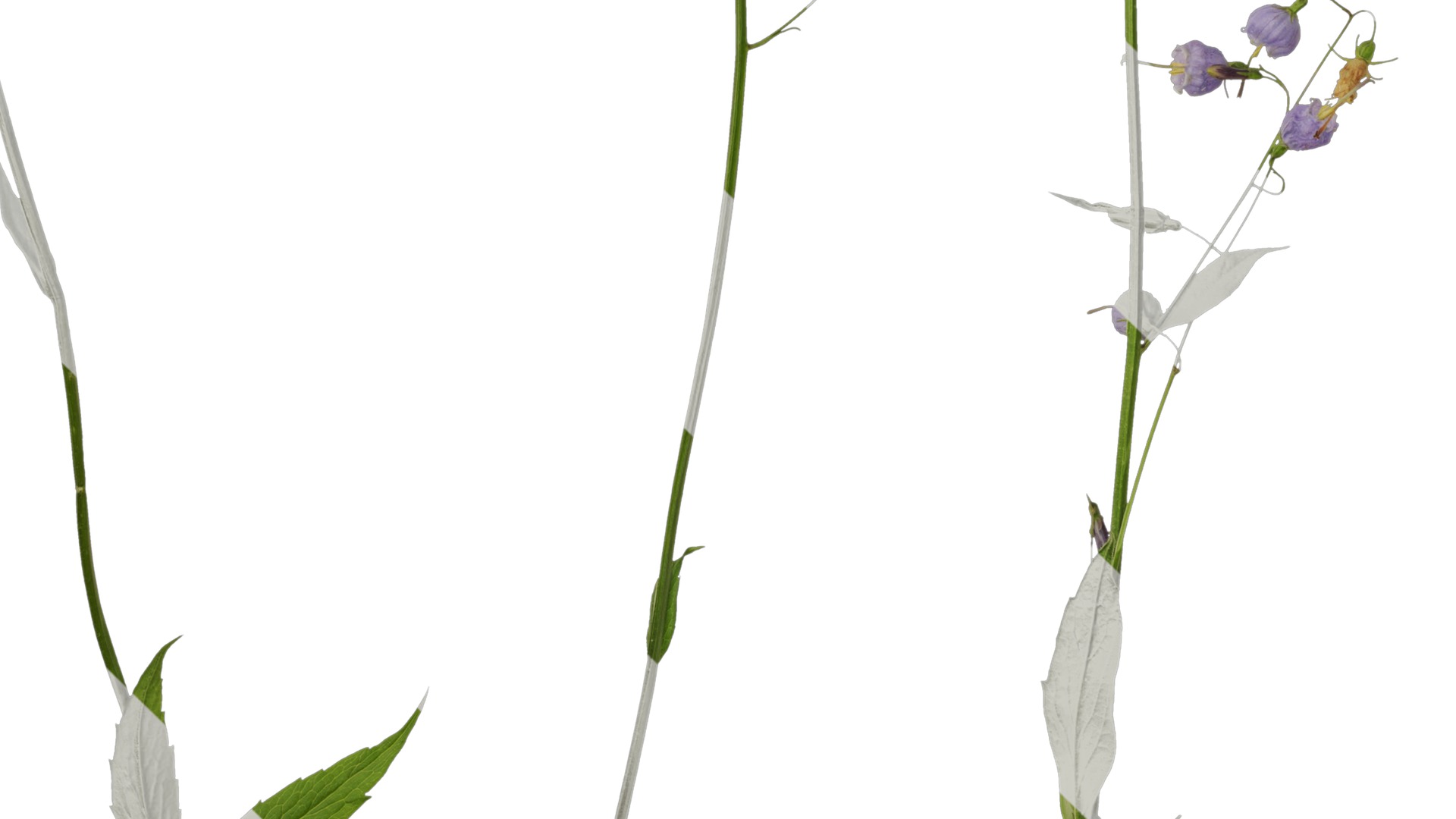 Anydrafts Adenophora capillaris paniculata Atlas 01 Texture_5