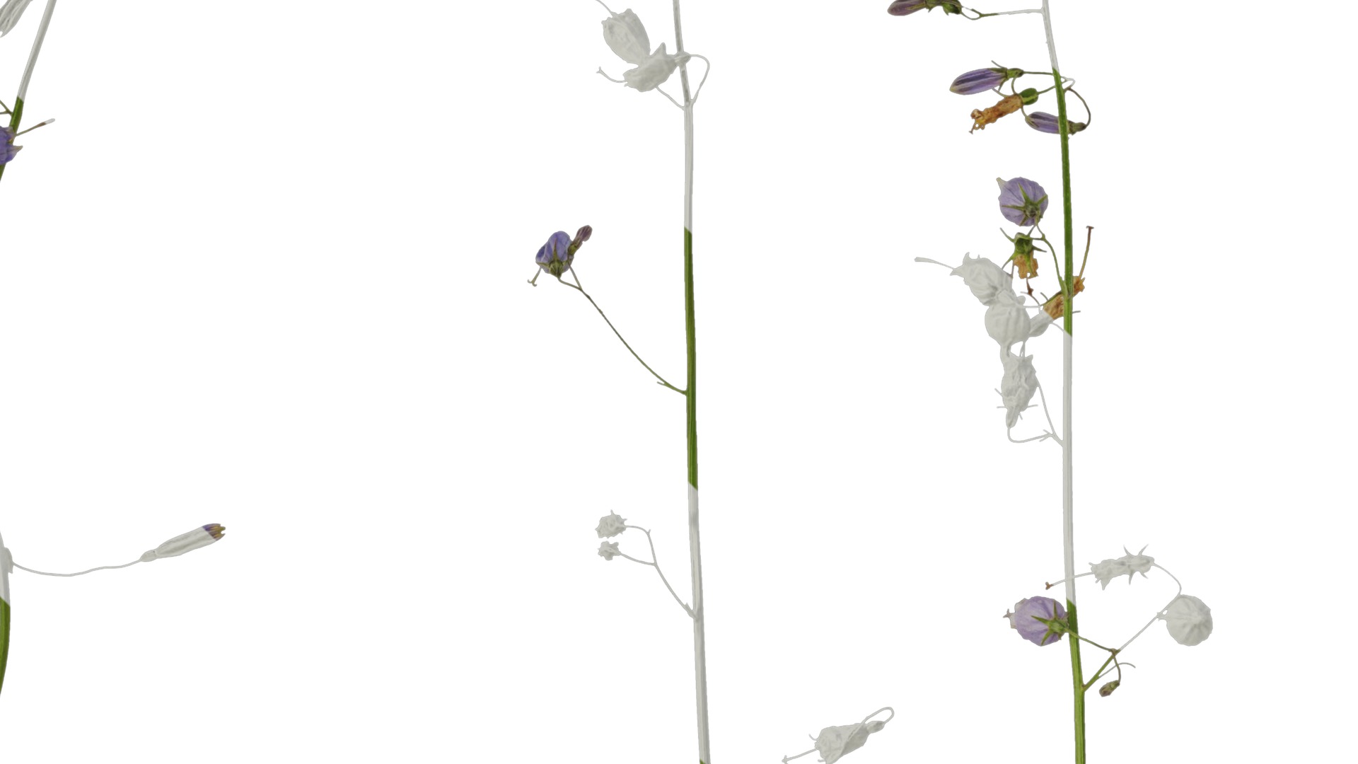 Anydrafts Adenophora capillaris paniculata Atlas 01 Texture_3