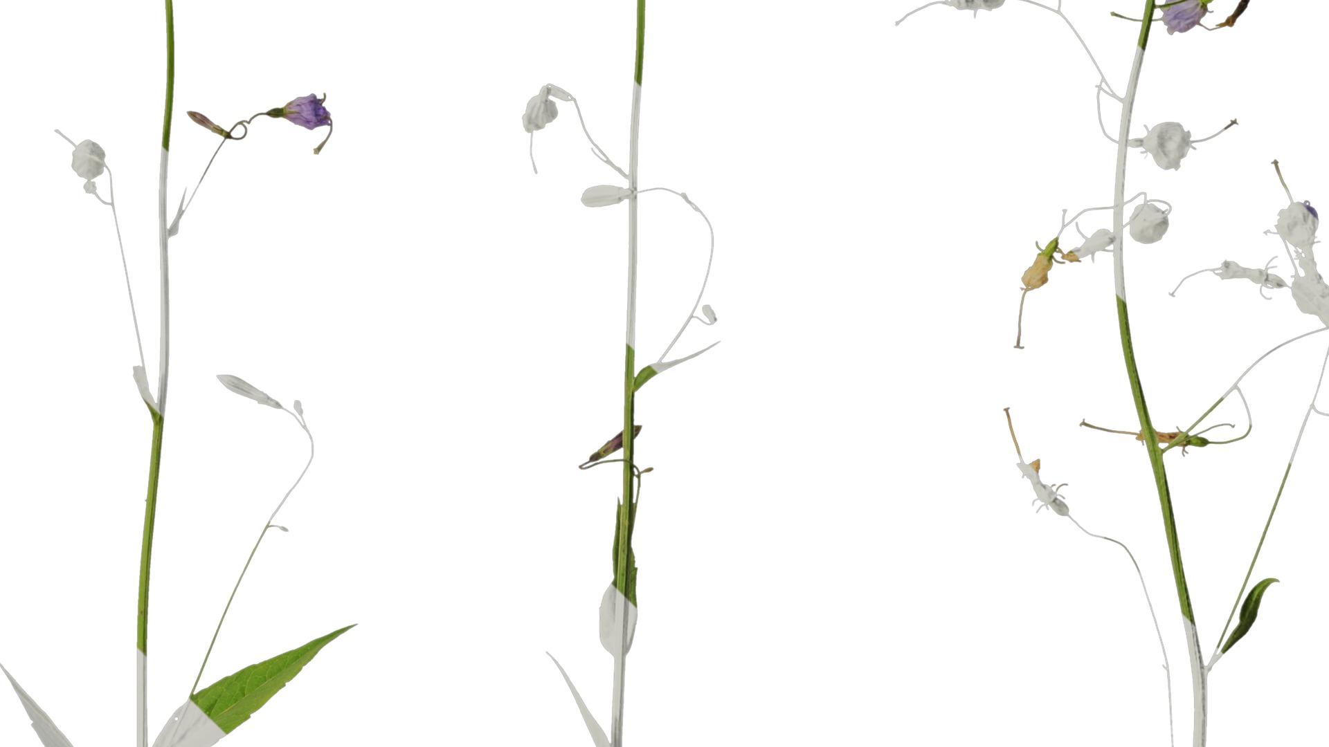 Anydrafts Adenophora capillaris paniculata Atlas 01 Texture_4