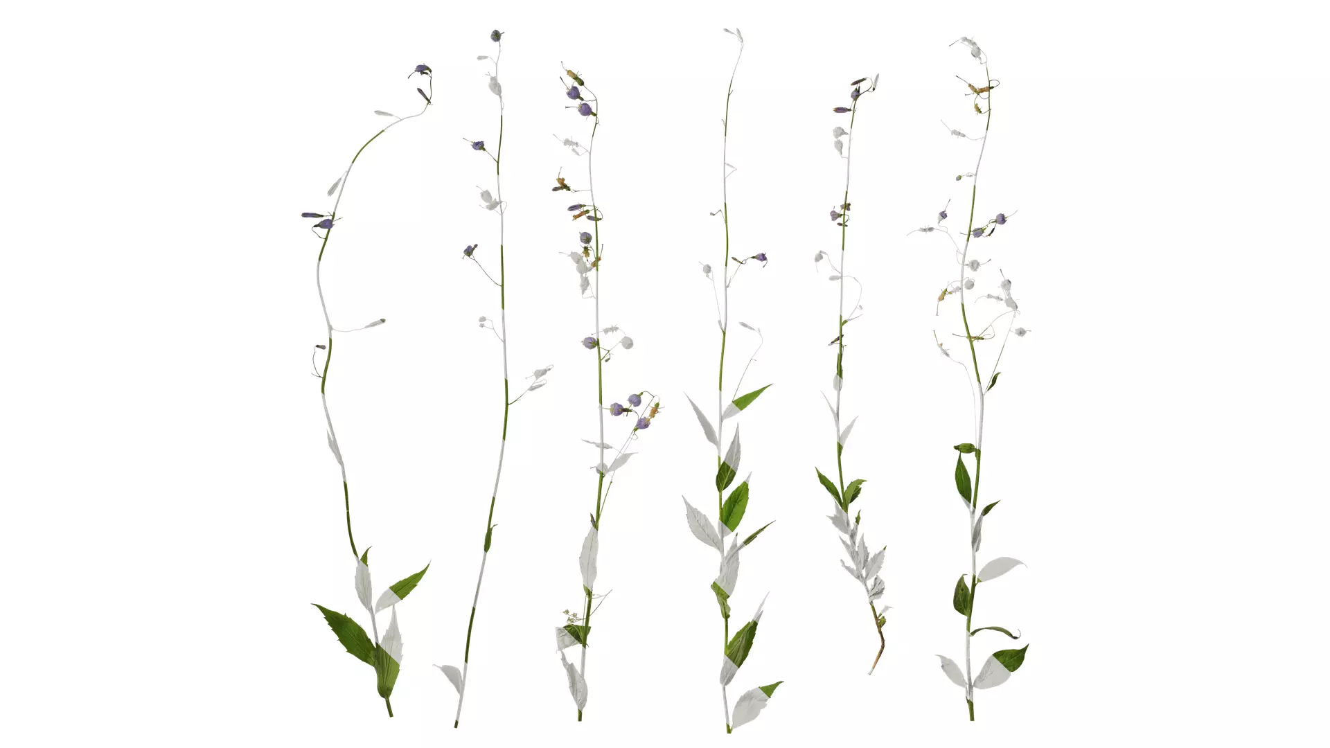 Anydrafts Adenophora capillaris paniculata Atlas 01 Texture_0