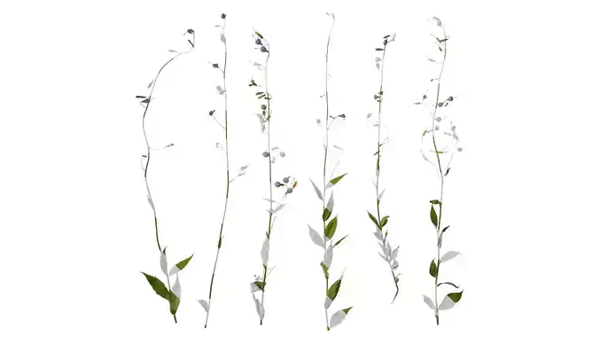 Anydrafts Adenophora capillaris paniculata Atlas 01