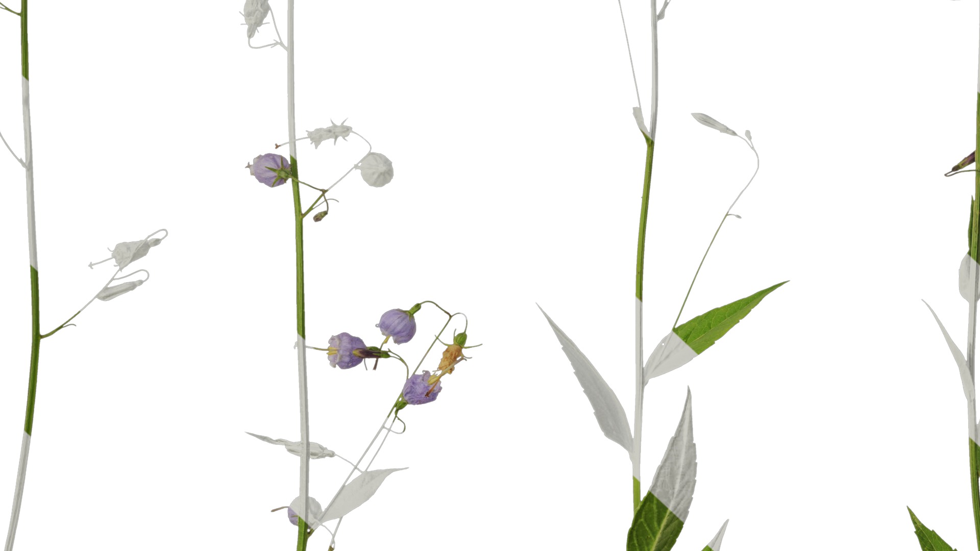 Anydrafts Adenophora capillaris paniculata Atlas 01 Texture_7