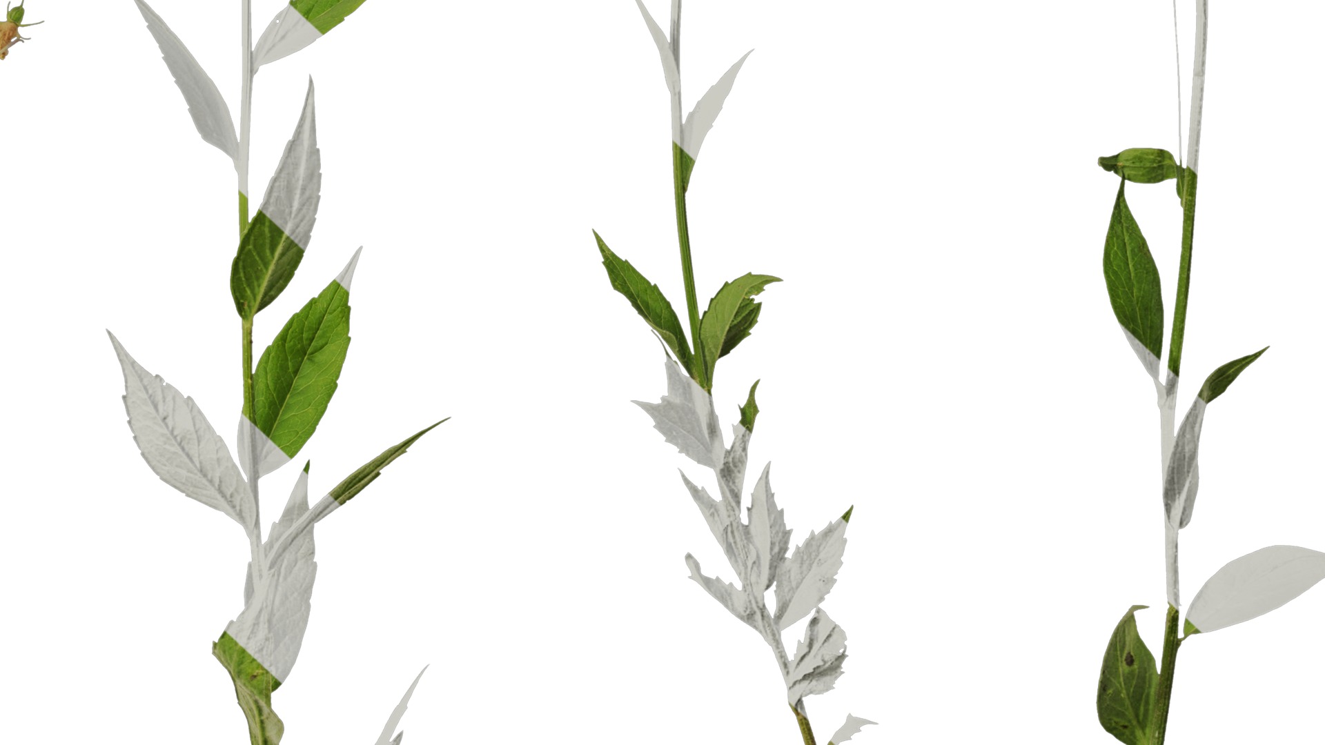 Anydrafts Adenophora capillaris paniculata Atlas 01 Texture_6