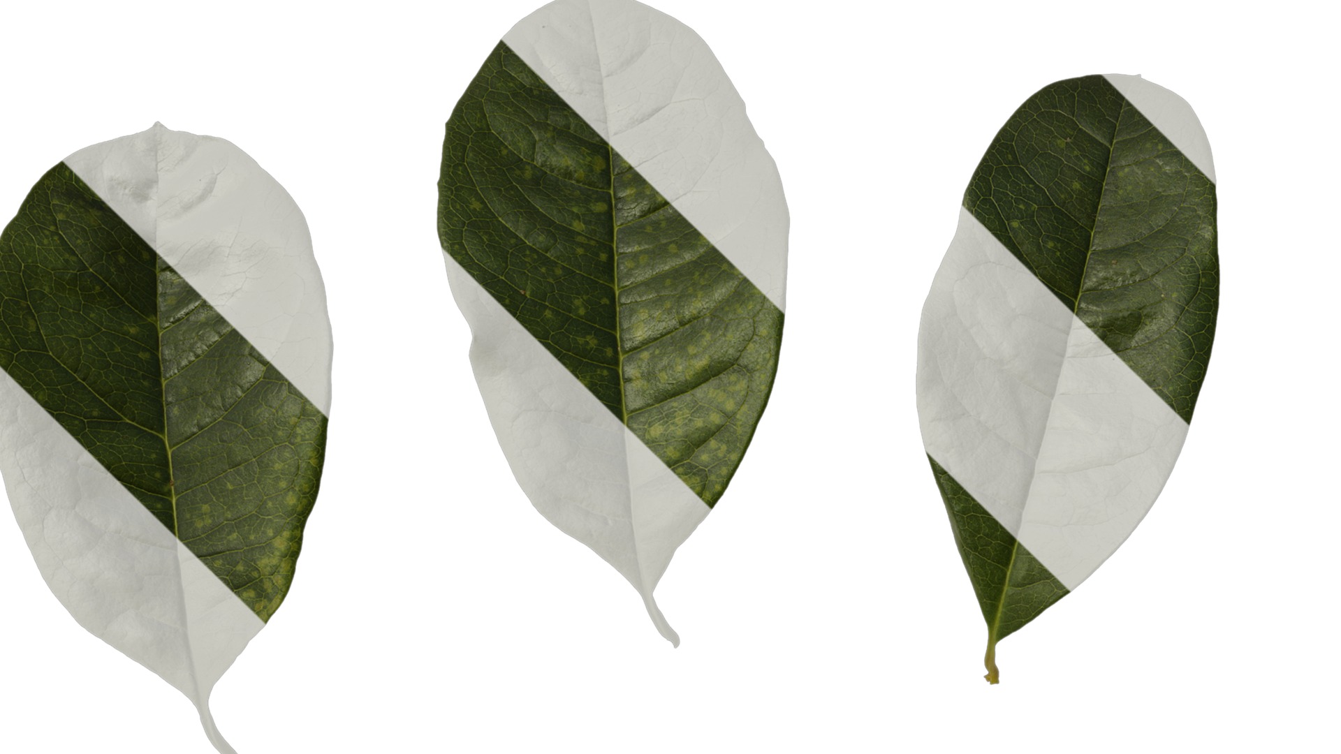 Anydrafts Osmanthus fragrans Leaf 07 Texture_1