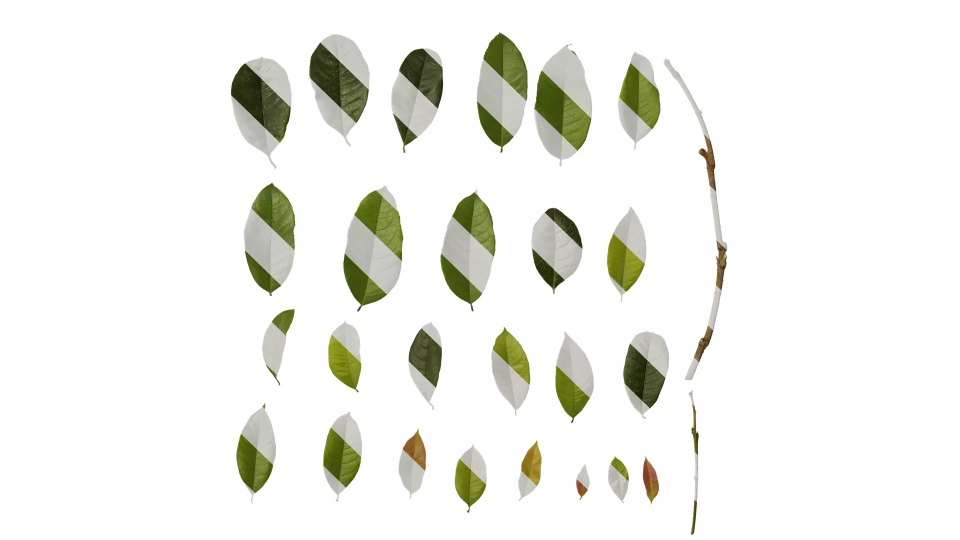 Anydrafts Osmanthus fragrans Leaf 07 Texture_0