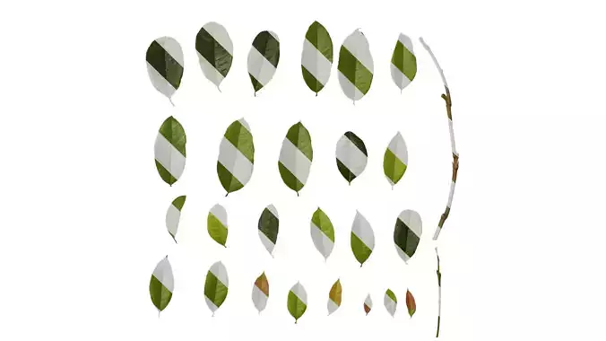 Anydrafts Osmanthus fragrans Leaf 07