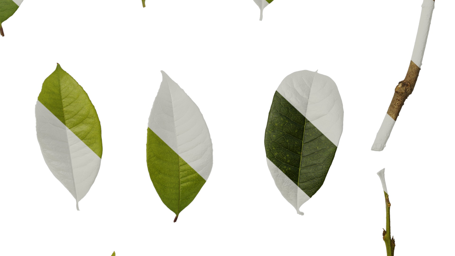 Anydrafts Osmanthus fragrans Leaf 07 Texture_6