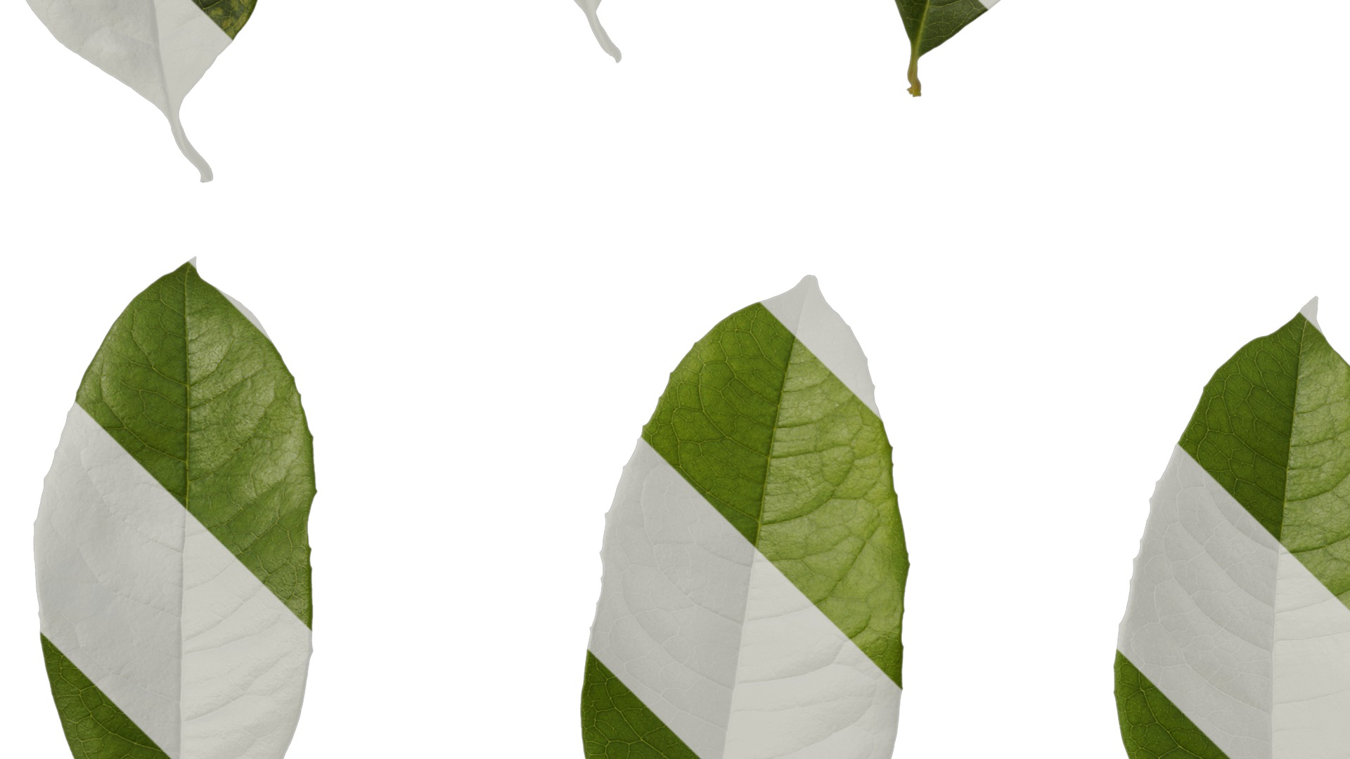 Anydrafts Osmanthus fragrans Leaf 07 Texture_3