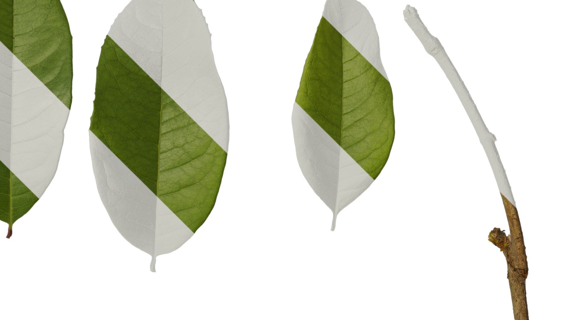 Anydrafts Osmanthus fragrans Leaf 07 Texture_2