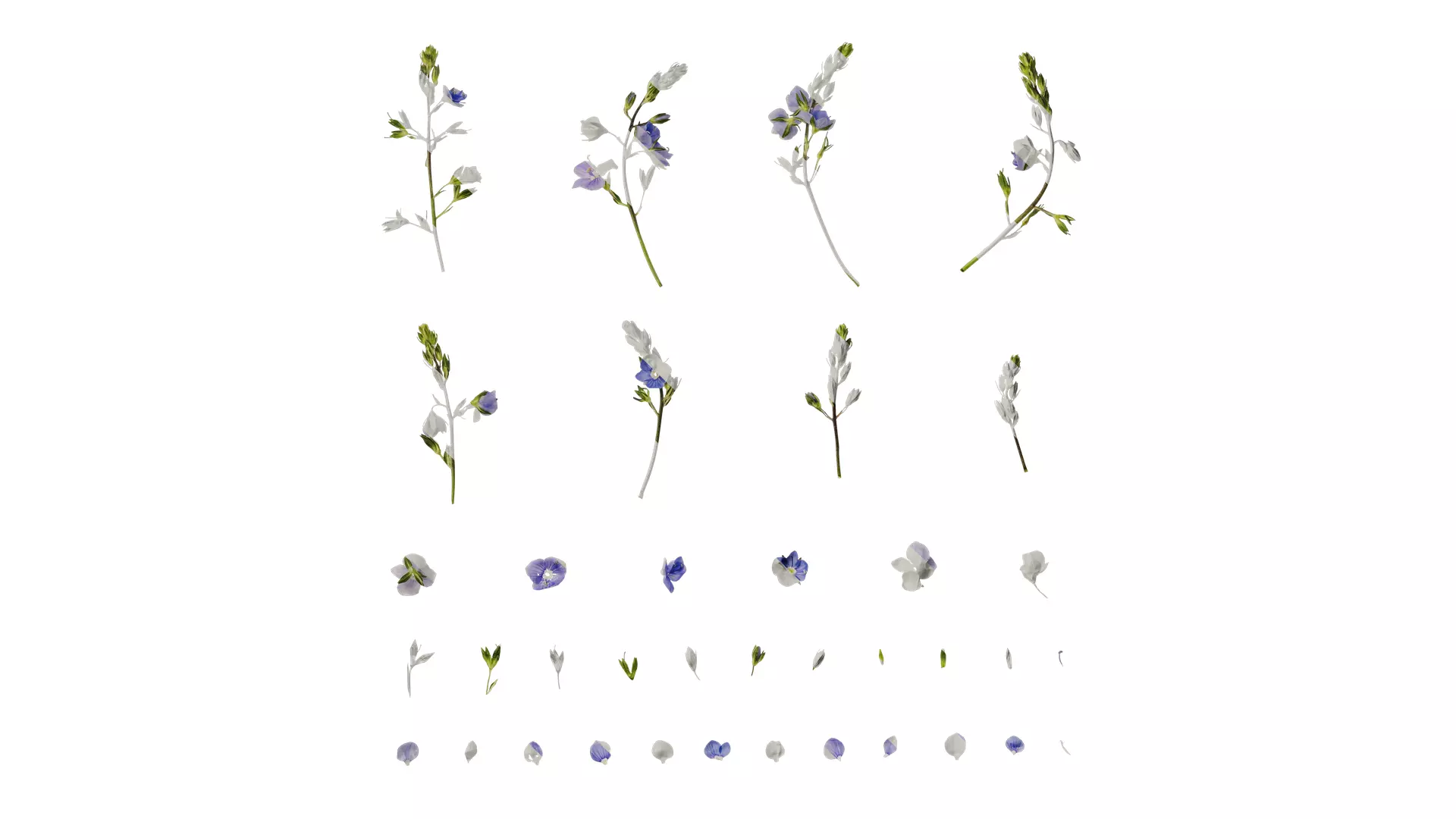 Anydrafts Amethystea caerulea Atlas 01 Texture