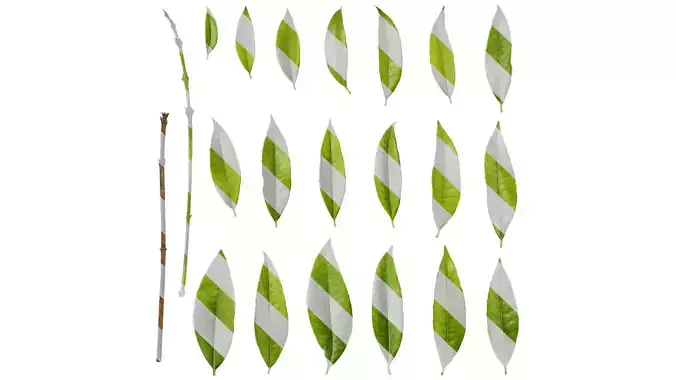 Anydrafts Osmanthus fragrans Leaf 08