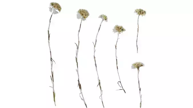 Anydrafts Anaphalis sinica Atlas 02