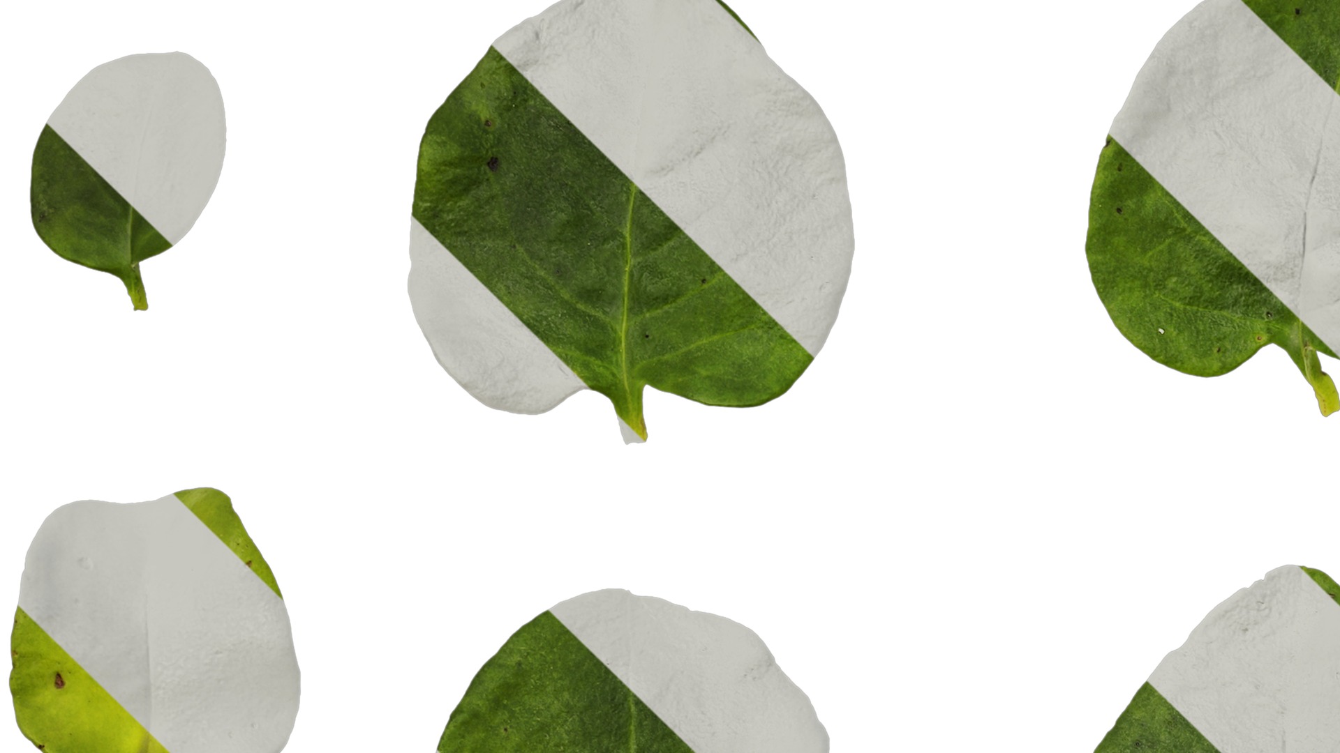 Anydrafts Anredera cordifolia Atlas 02 Texture_3