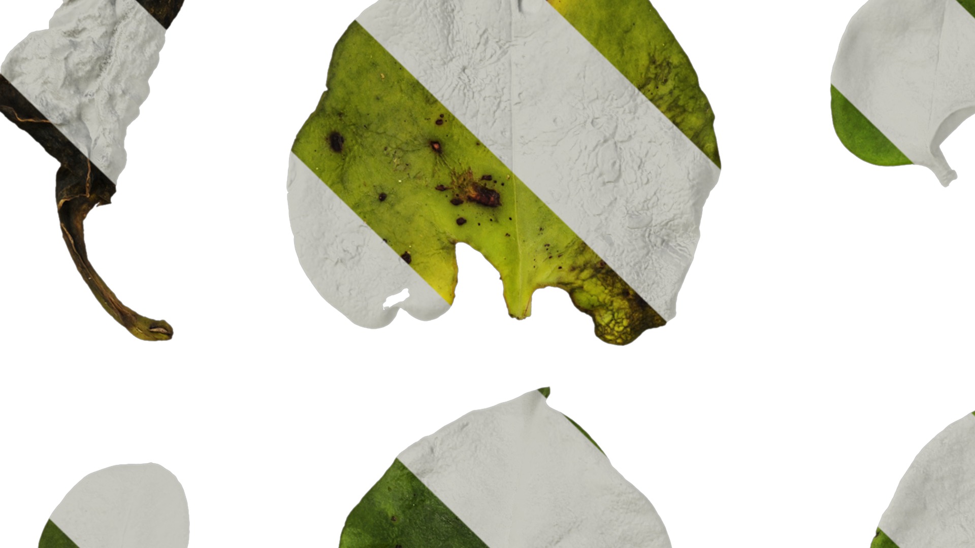 Anydrafts Anredera cordifolia Atlas 02 Texture_1