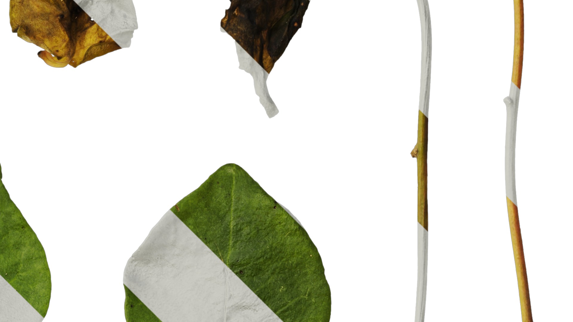 Anydrafts Anredera cordifolia Atlas 02 Texture_2