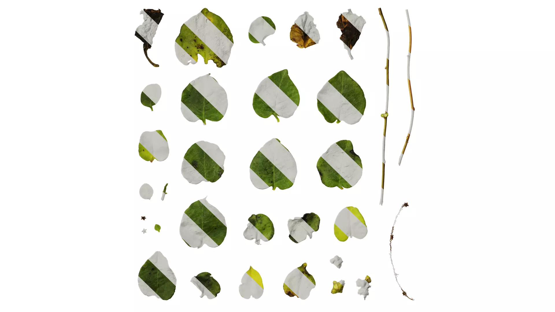 Anydrafts Anredera cordifolia Atlas 02 Texture_0