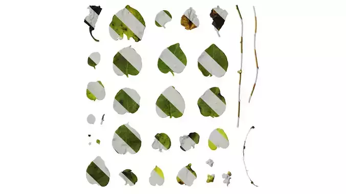 Anydrafts Anredera cordifolia Atlas 02