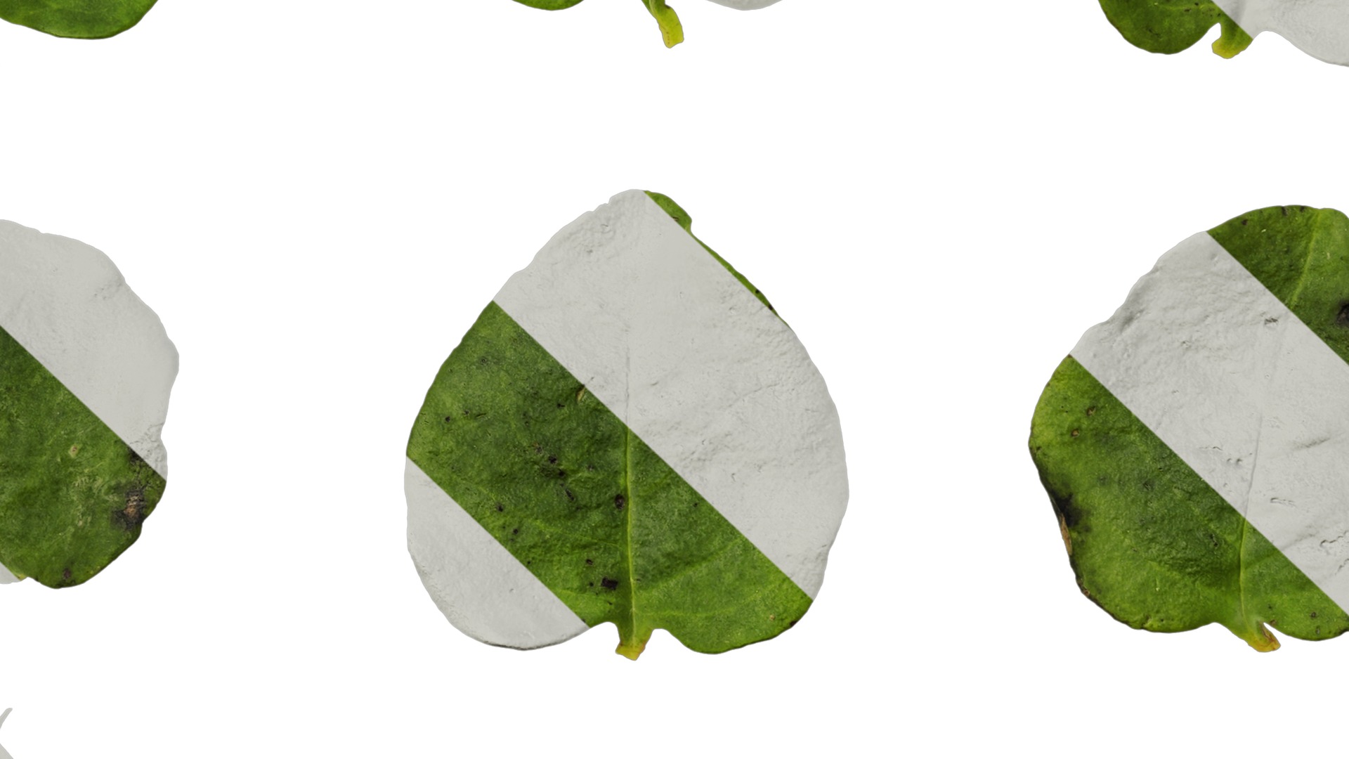 Anydrafts Anredera cordifolia Atlas 02 Texture_7