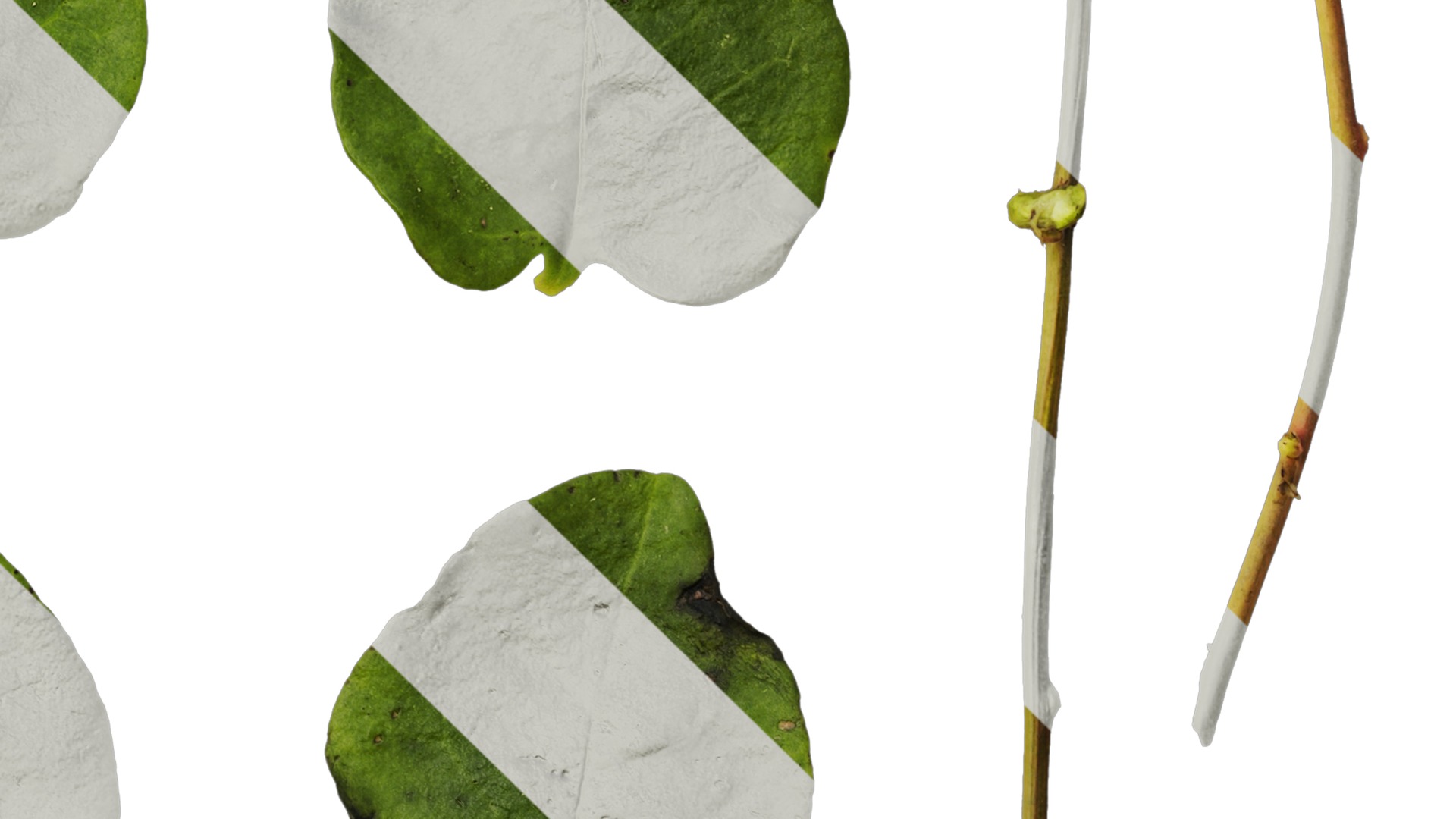 Anydrafts Anredera cordifolia Atlas 02 Texture_4