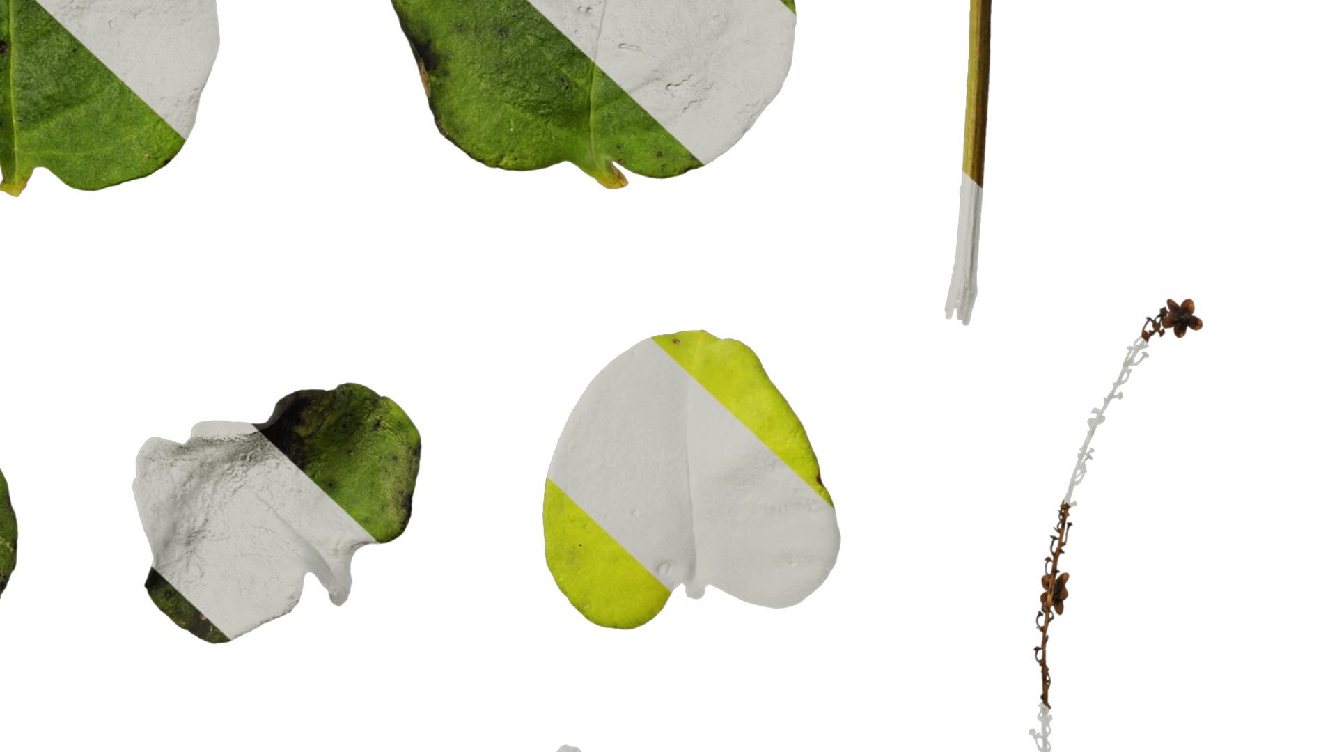 Anydrafts Anredera cordifolia Atlas 02 Texture_6