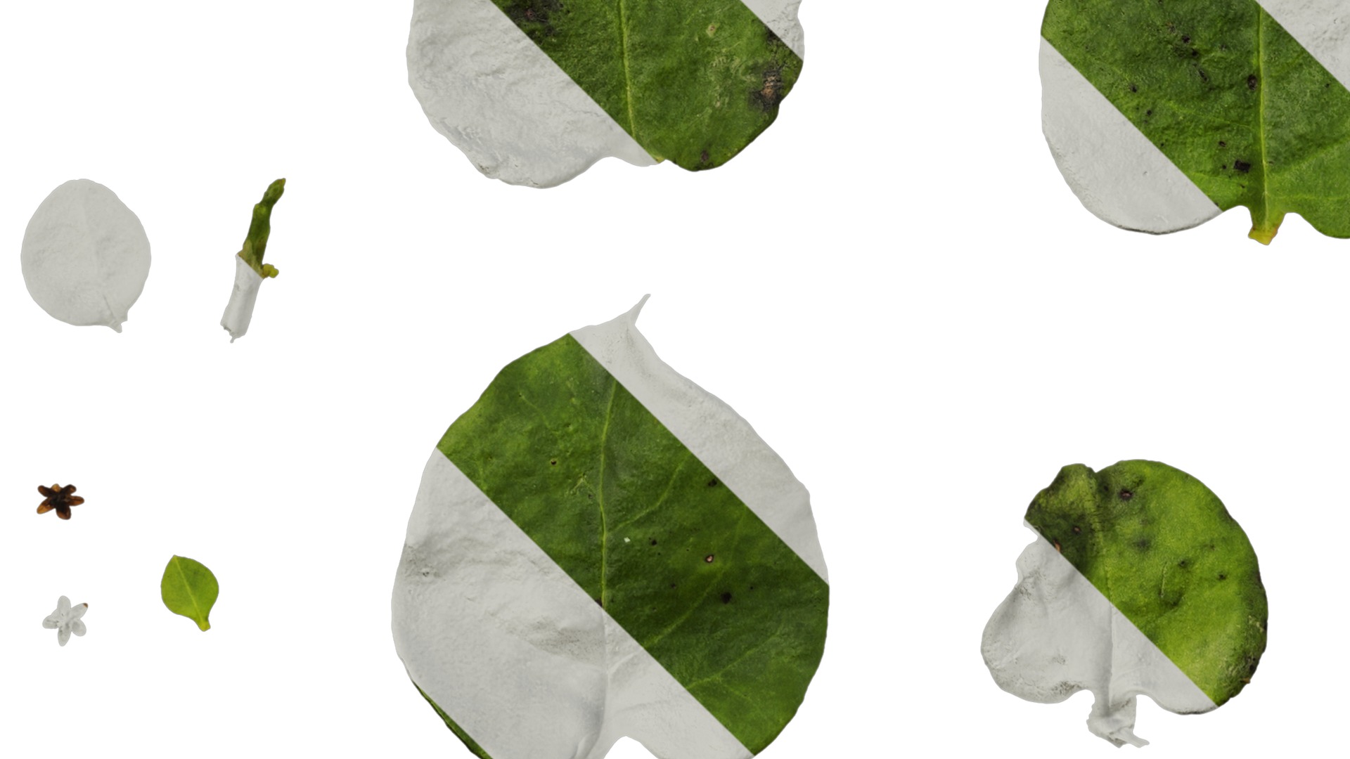 Anydrafts Anredera cordifolia Atlas 02 Texture_5