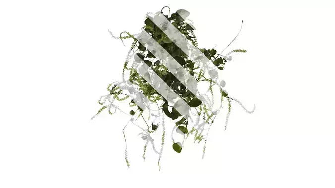 Anydrafts Anredera cordifolia Atlas 03