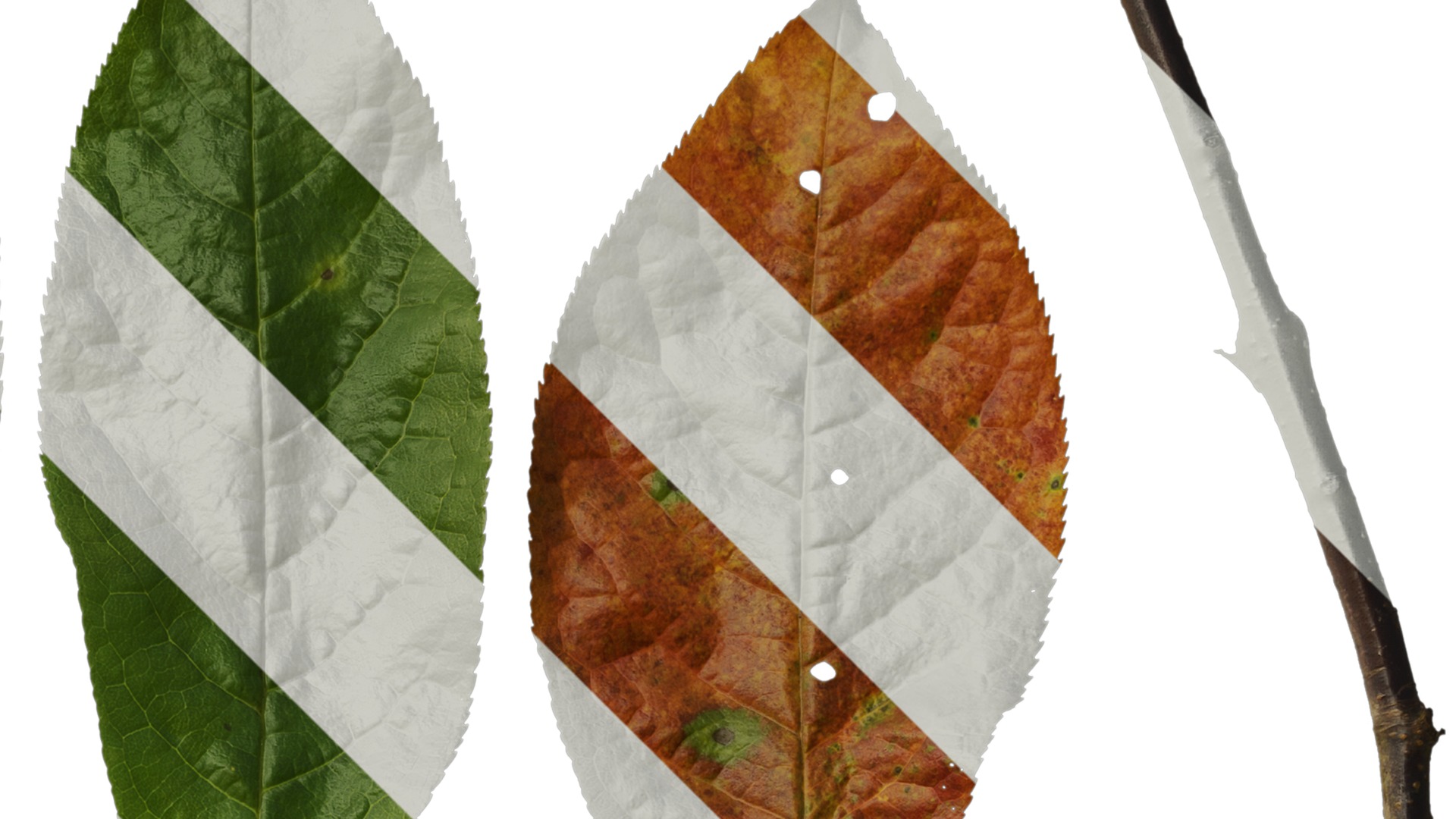 Anydrafts Padus brachypoda Atlas 02 Texture_2