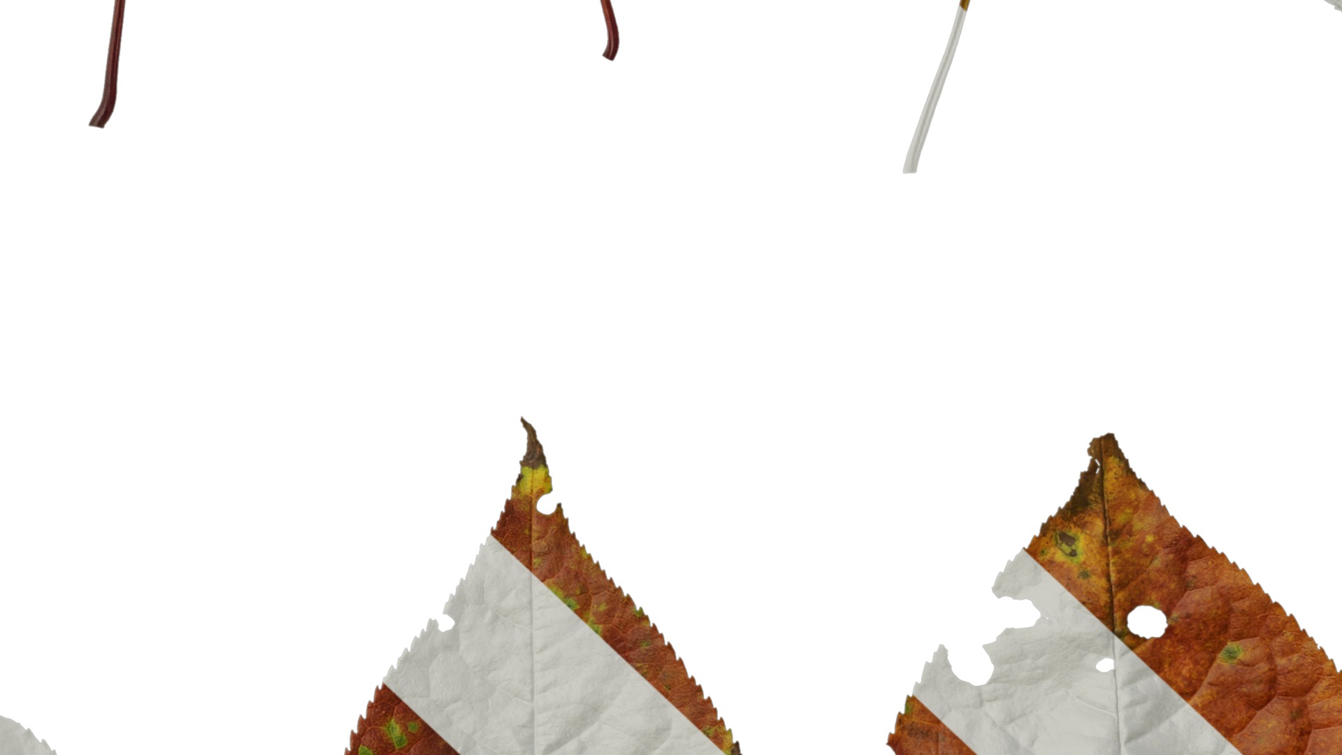 Anydrafts Padus brachypoda Atlas 02 Texture_7