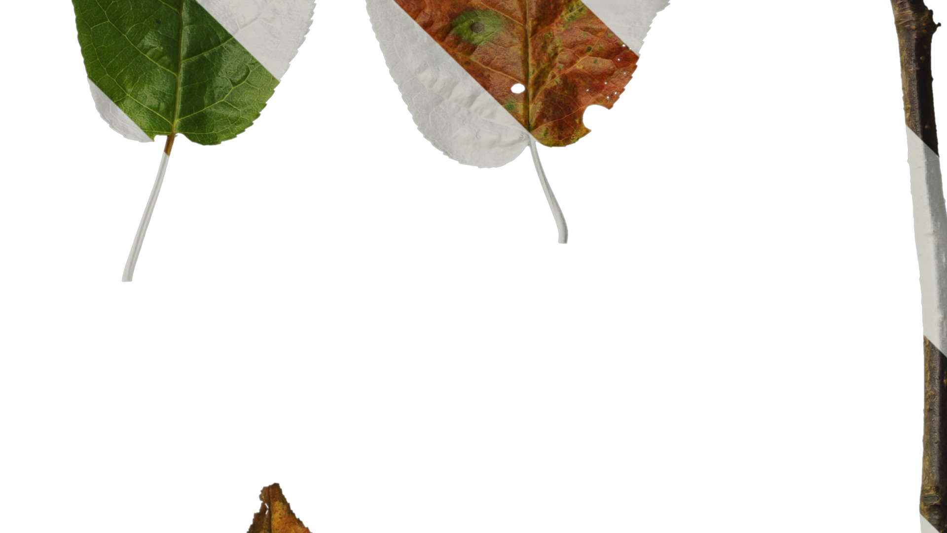 Anydrafts Padus brachypoda Atlas 02 Texture_4