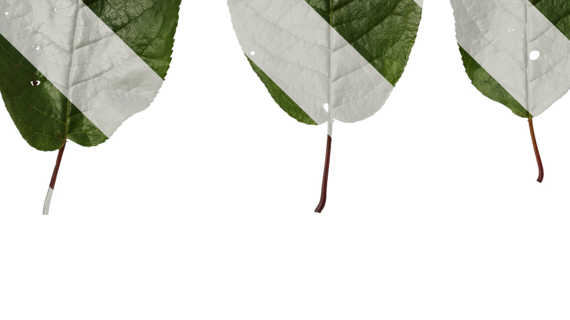 Anydrafts Padus brachypoda Atlas 02 Texture_3