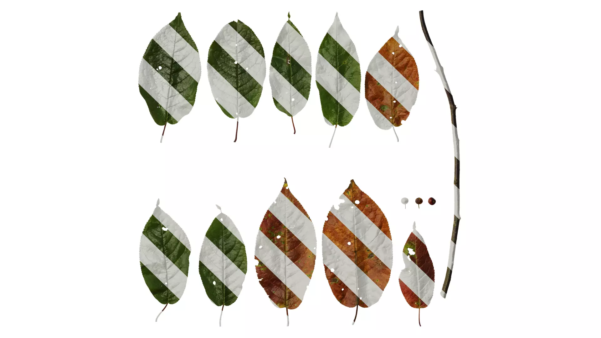 Anydrafts Padus brachypoda Atlas 02 Texture_0