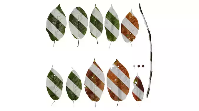 Anydrafts Padus brachypoda Atlas 02