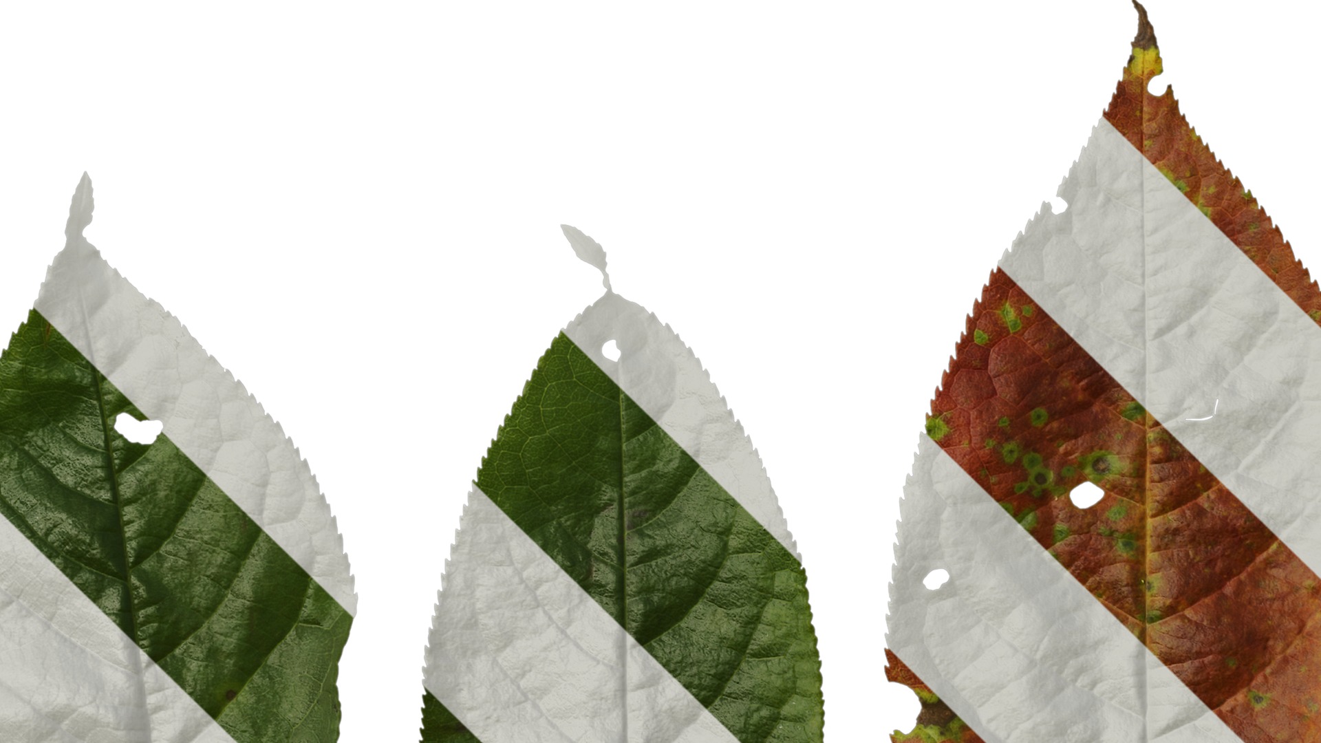 Anydrafts Padus brachypoda Atlas 02 Texture_5