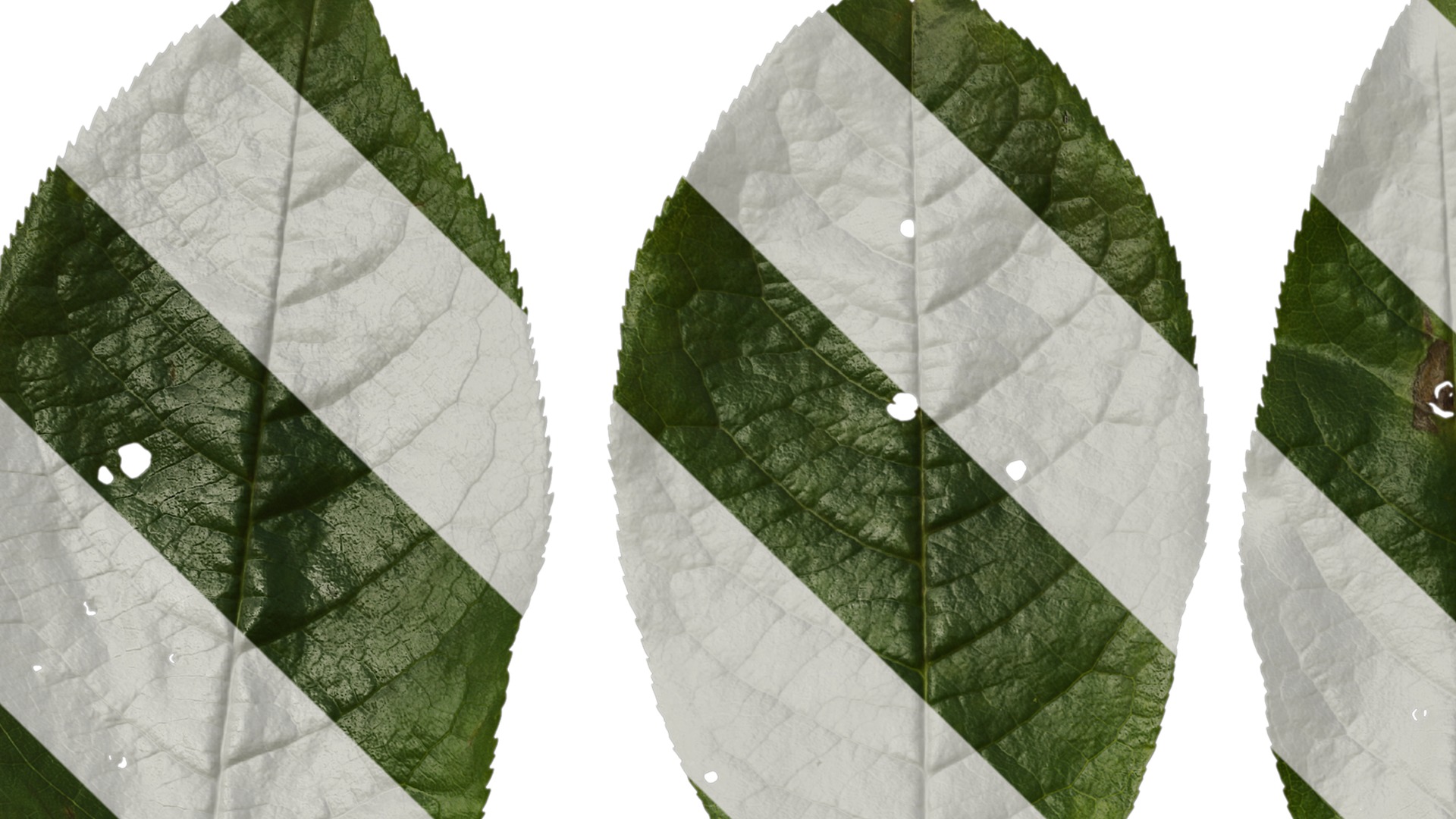 Anydrafts Padus brachypoda Atlas 02 Texture_1