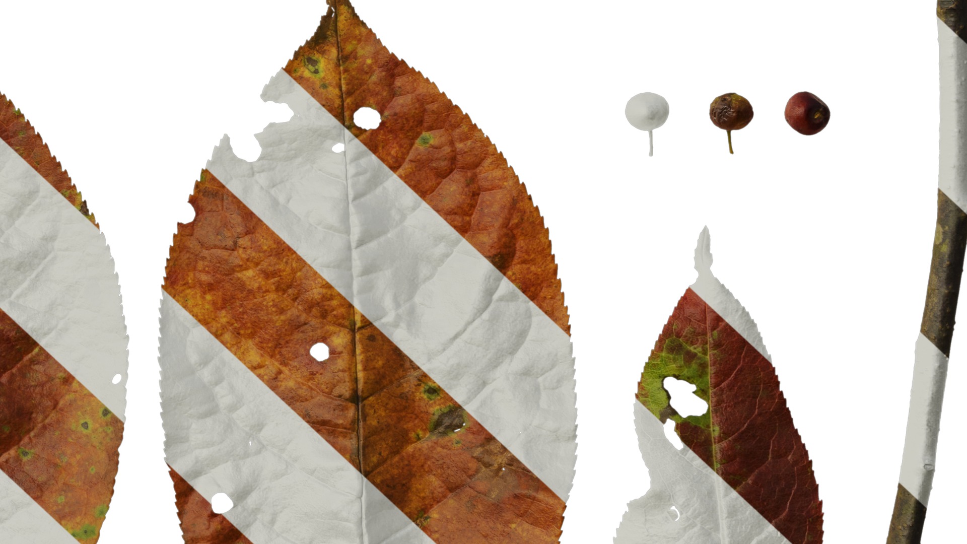 Anydrafts Padus brachypoda Atlas 02 Texture_6