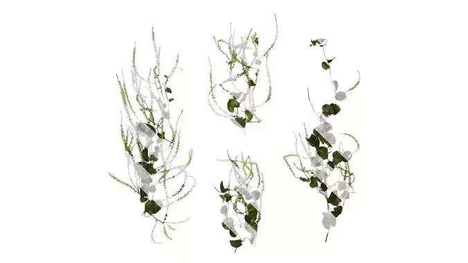 Anydrafts Anredera cordifolia Atlas 04