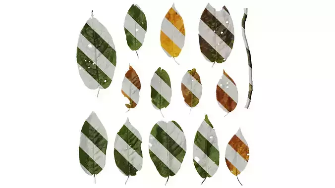 Anydrafts Padus brachypoda Leaf 01