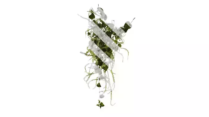 Anydrafts Anredera cordifolia Atlas 05