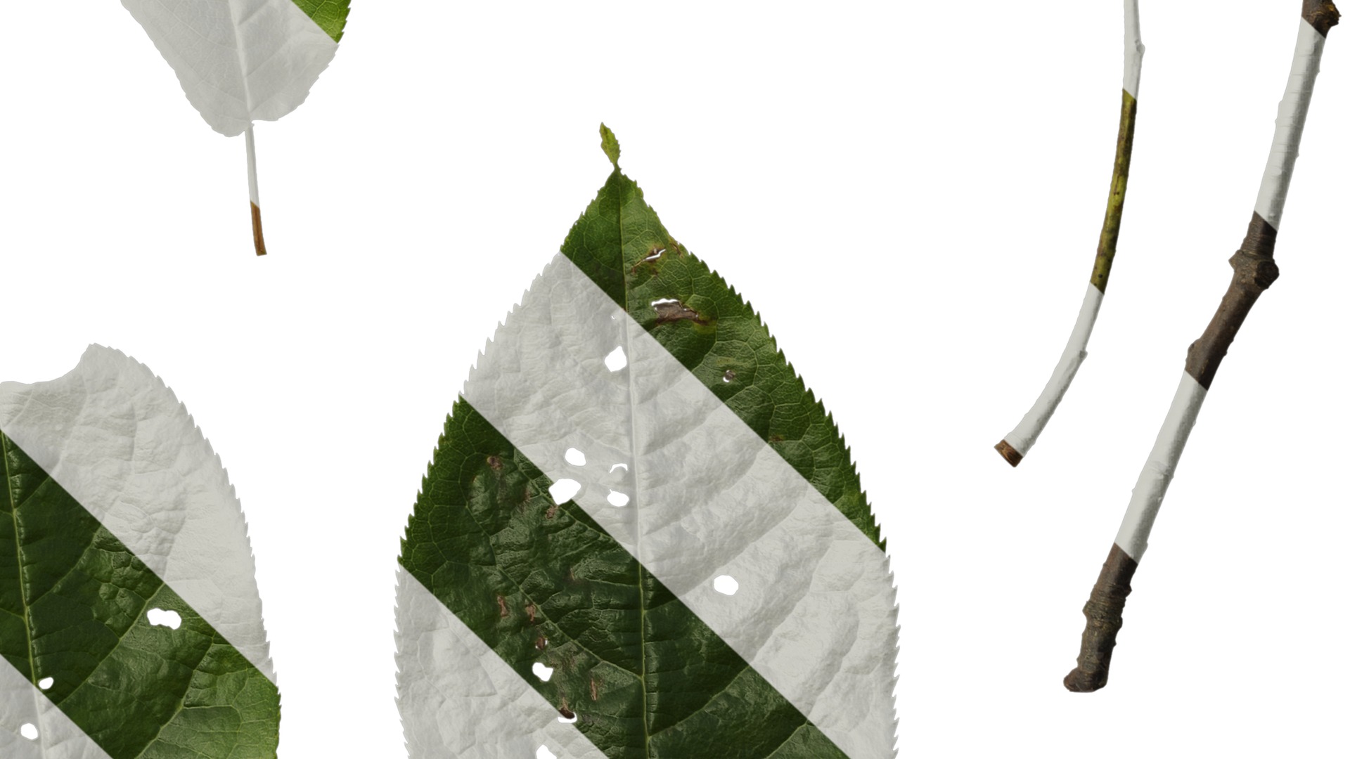 Anydrafts Padus brachypoda Leaf 02 Texture_6
