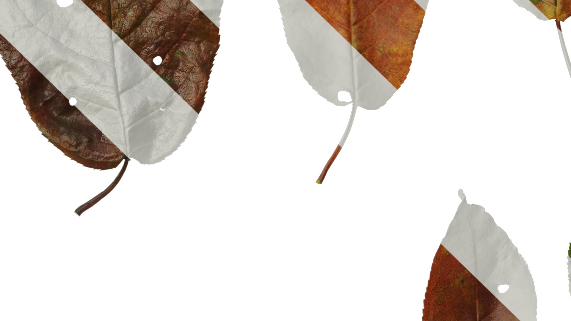 Anydrafts Padus brachypoda Leaf 02 Texture_3