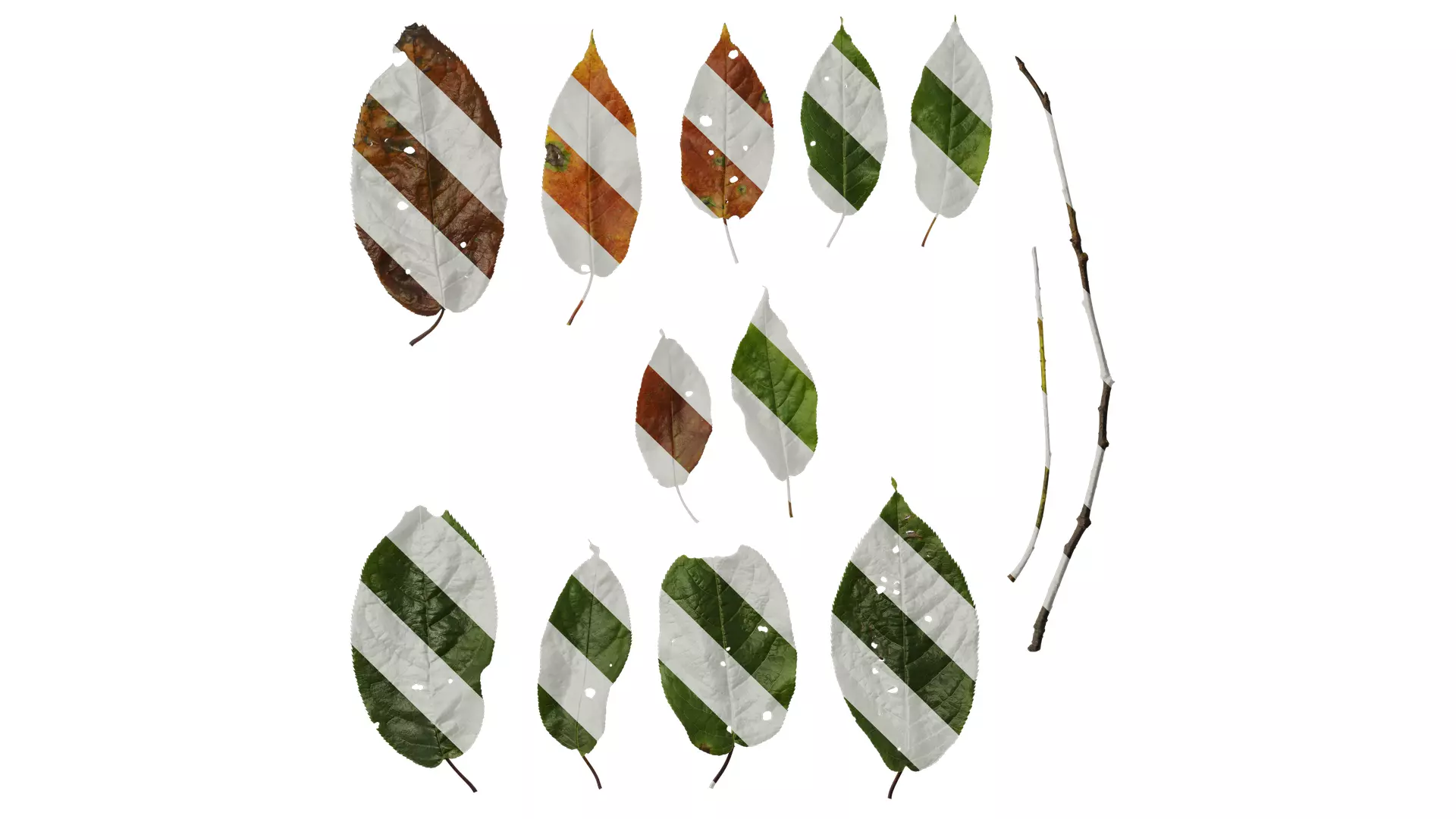 Anydrafts Padus brachypoda Leaf 02 Texture_0