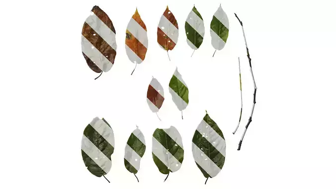 Anydrafts Padus brachypoda Leaf 02