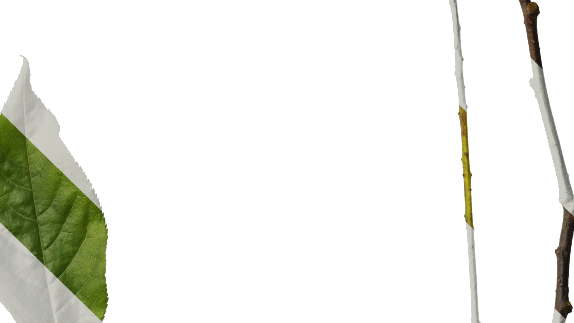 Anydrafts Padus brachypoda Leaf 02 Texture_4