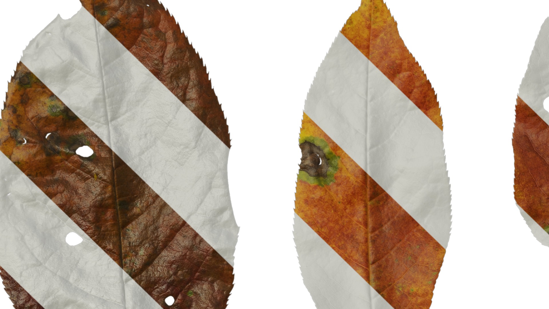 Anydrafts Padus brachypoda Leaf 02 Texture_1