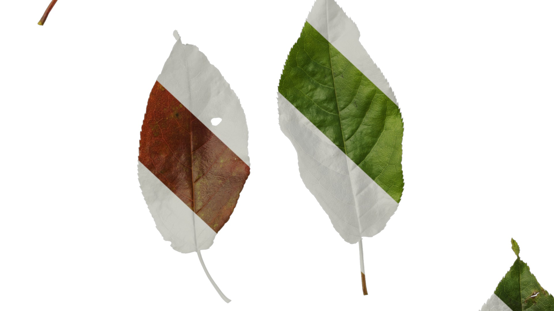 Anydrafts Padus brachypoda Leaf 02 Texture_7