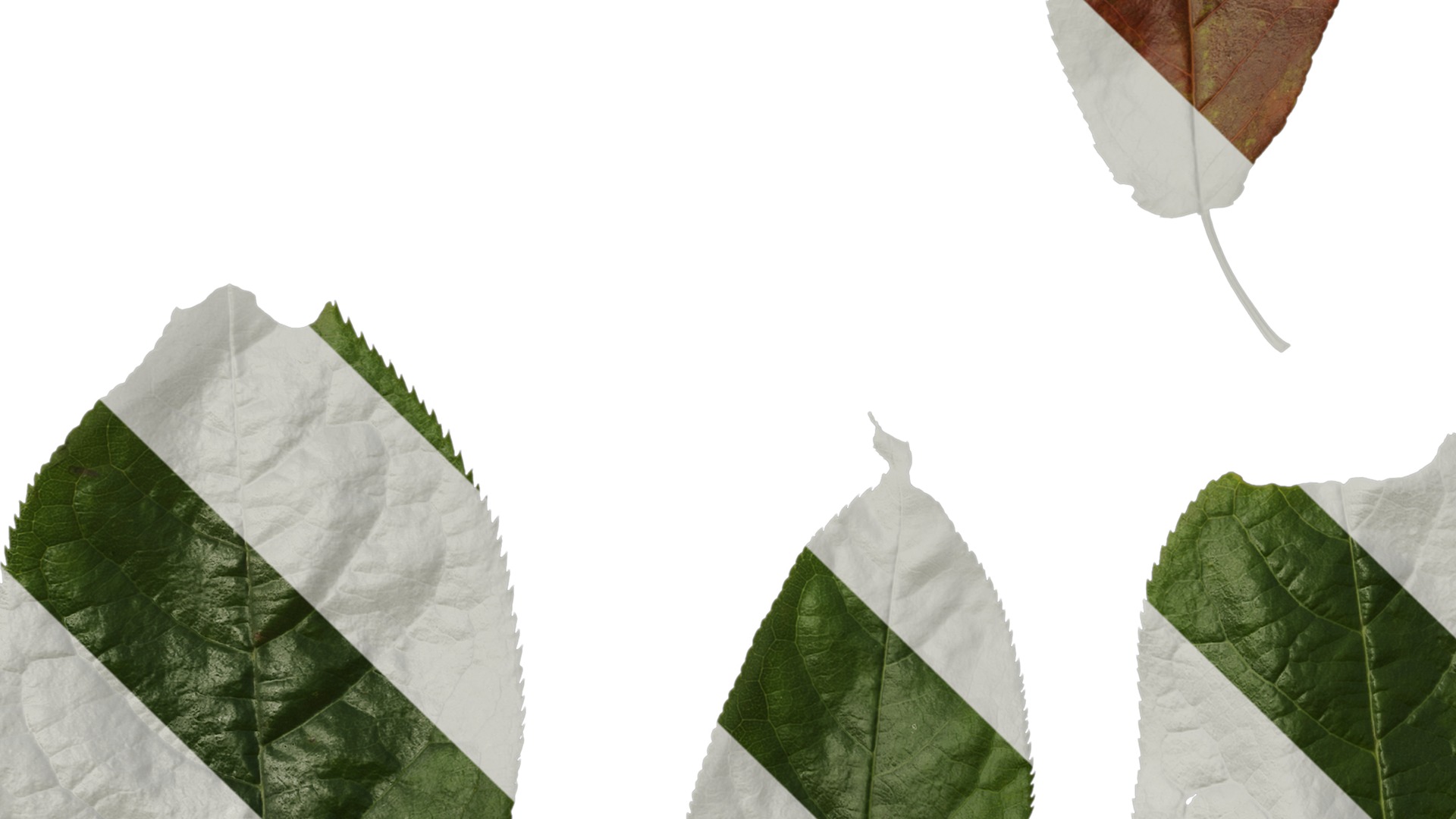 Anydrafts Padus brachypoda Leaf 02 Texture_5