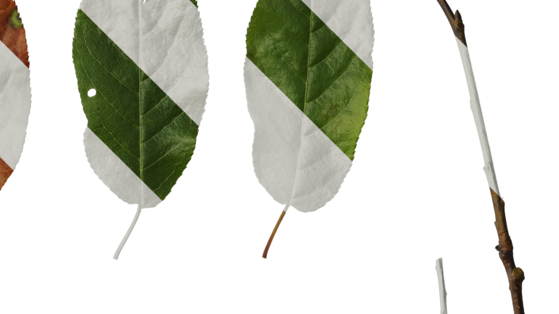 Anydrafts Padus brachypoda Leaf 02 Texture_2