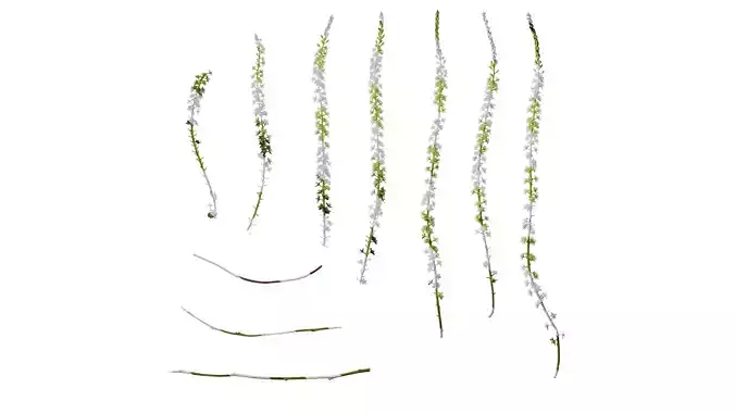 Anydrafts Anredera cordifolia Flower 01