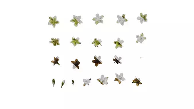 Anydrafts Anredera cordifolia Flower 02